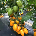 'Radiant Gold' Yellow Tomato Seeds