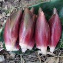 Myoga Ginger Seeds