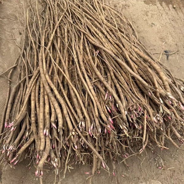 Hedysarum Polybotrys, 30 Seeds