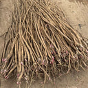 Hedysarum Polybotrys, 30 Seeds
