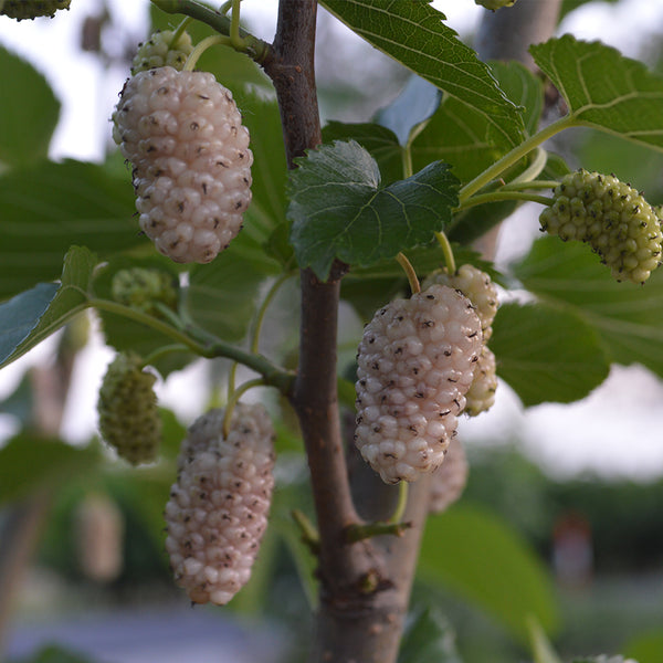 Korean Big White Pearl Mulberry, 2Pcs Saplings