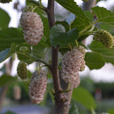Korean Big White Pearl Mulberry, 2Pcs Saplings