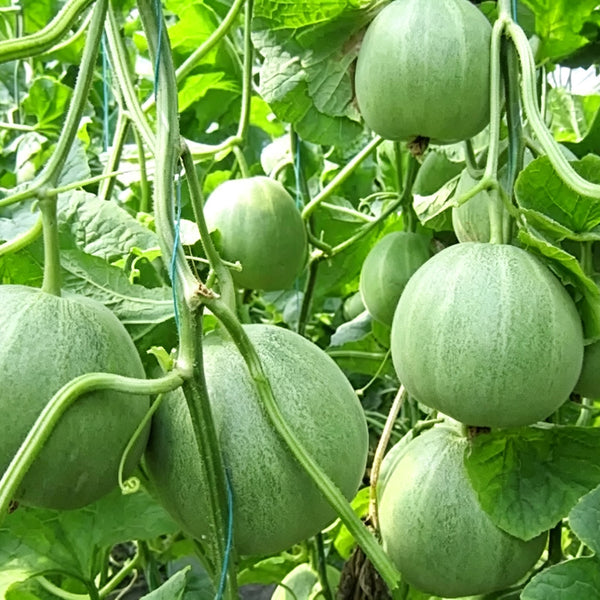 Xin Meiyu F1 Melon Seeds, 10g