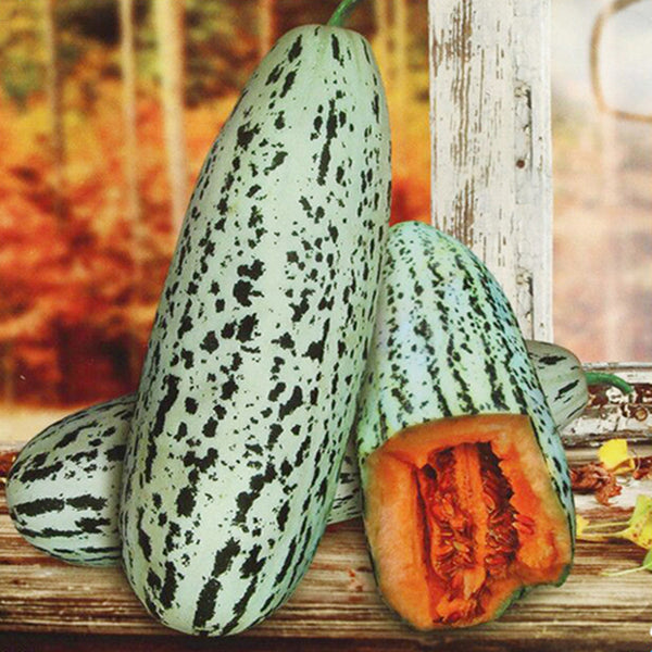 Golden Honey Crisp Melon, 20 Seeds