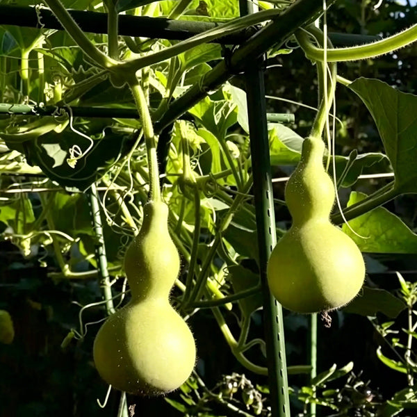 Small Waist Gourd, 20 Seeds