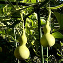 Small Waist Gourd, 20 Seeds