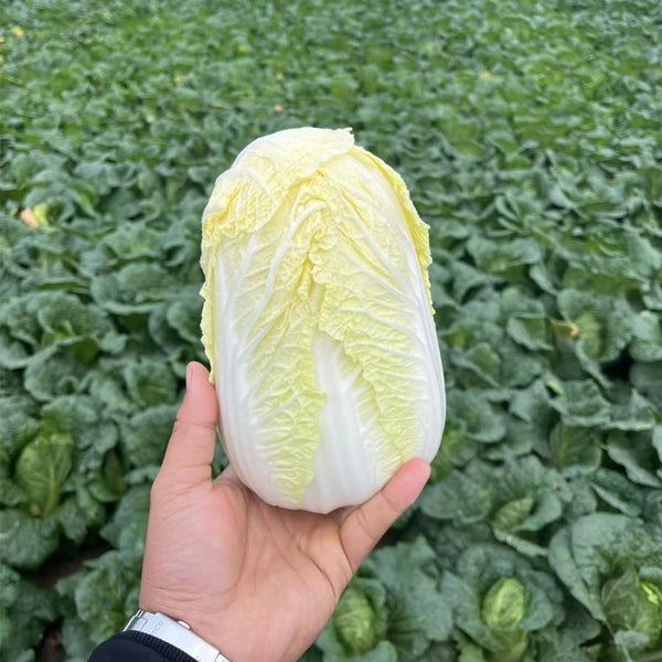Huanai Baby Pak Choy Seeds, 10g