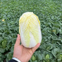 Huanai Baby Pak Choy Seeds, 10g