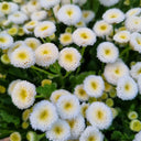 Feverfew 'Snowball', 200 Seeds