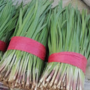 Dugen Red Chinese Chives Seeds, 10g