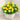 W1344 Zahara Yellow Zinnia, 100 Seeds