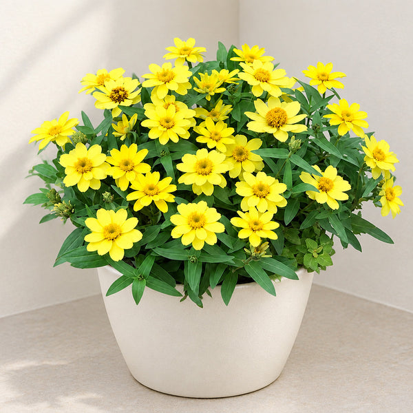 W1344 Zahara Yellow Zinnia, 100 Seeds