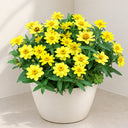 W1344 Zahara Yellow Zinnia, 100 Seeds