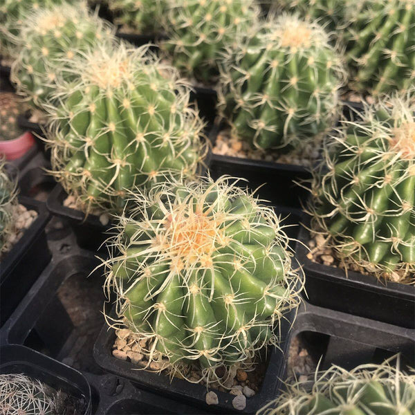 Kroenleinia grusonii 'Intertextus' Live Cactus