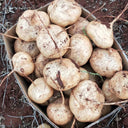 Yam Bean Seeds, 100 Seeds