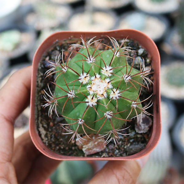 Melocactus matanzanus, 3-4cm
