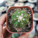 Melocactus matanzanus, 3-4cm
