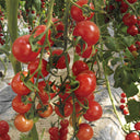Pink Peach Tomato, 20 Seeds