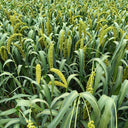 Jugu 36 Foxtail Millet Seeds, 150g