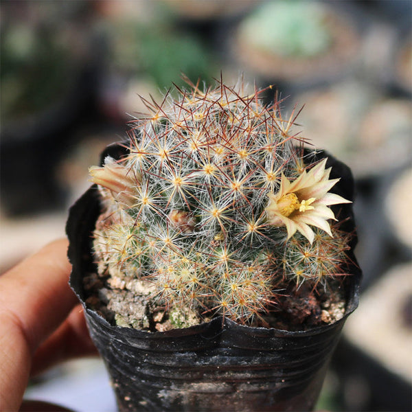 Mammillaria prolifera, 4-5cm