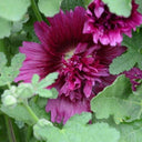 Lilac Rose Hollyhock (Alcea rosea L.) Seeds, 200 Seeds