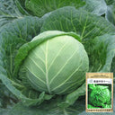 Xingyou Zhonggan 11 Cabbage, 1000 Seeds