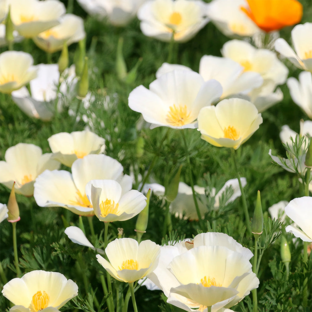 Eschscholzia californica Seeds