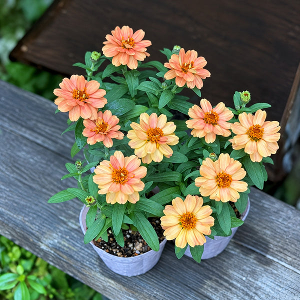 W1339 Profusion Double Deep Salmon Zinnia, 5 Seeds