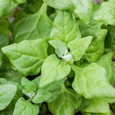 New Zealand Spinach Seeds, 20g