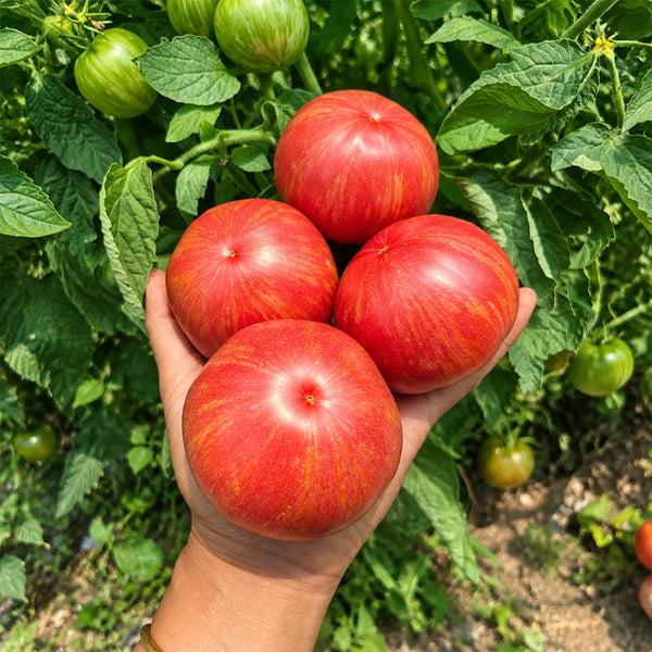 1162 Rebel Starfighter Kayleigh Anne Pink Tomato, 5 Seeds