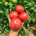 1162 Rebel Starfighter Kayleigh Anne Pink Tomato, 5 Seeds