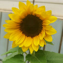 Dwarf Potted Sunflower Seeds, 5g