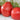 971 Pink Scallop Tomato, 5 Seeds