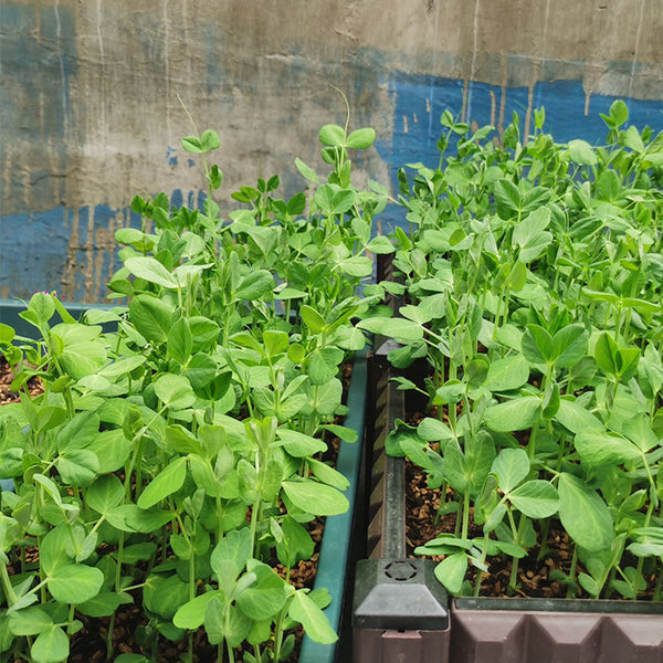 Sweet Crispy Pea Shoots Seeds, 50g