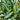 NK718 Corn Maize Hybrid, 200 Seeds