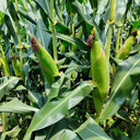 NK718 Corn Maize Hybrid, 200 Seeds