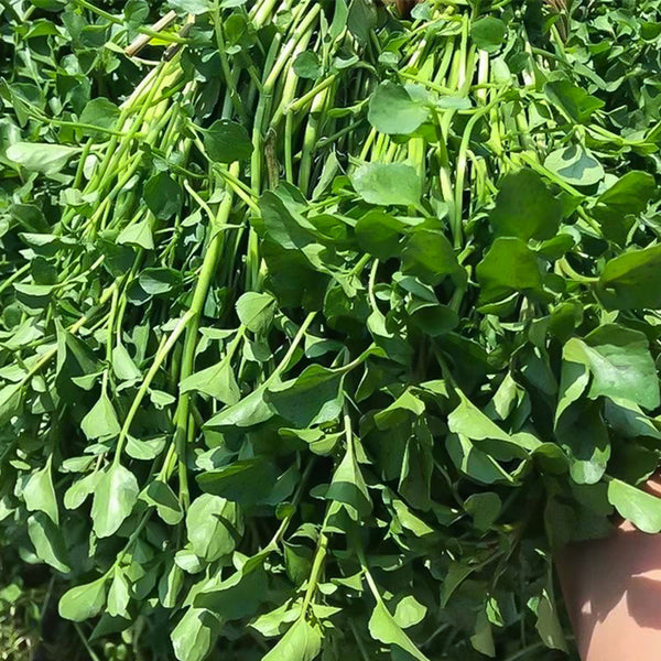 Watercress, 1000 Seeds