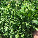 Watercress, 1000 Seeds