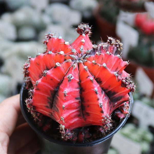 Gymnocalycium mihanovichii variegata 'Oil Painting Peony', 5-7cm