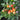 Pearl Multicolor Pepper Seeds, 100 Seeds