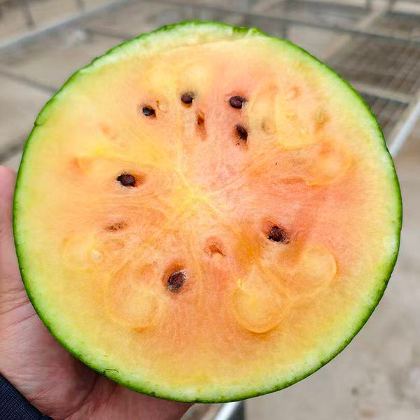 Color Fairy 14 Gift Watermelon, 200 Seeds