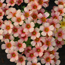 Oxalis obtusa Series Bulb - 'Red Panda', 1 Bulb