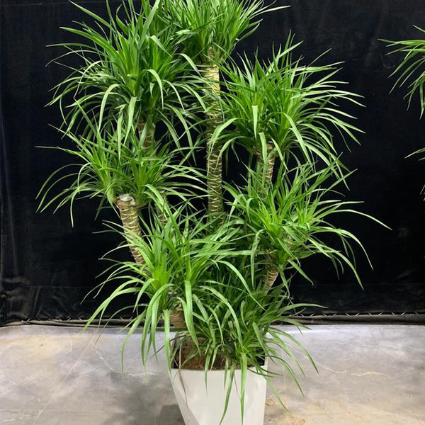 Canary Islands Dragon Tree Seeds (Dracaena draco), Pack of 5