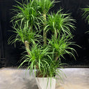 Canary Islands Dragon Tree Seeds (Dracaena draco), Pack of 5