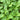 'Jiemei' Improved Motherwort Seeds, 10g