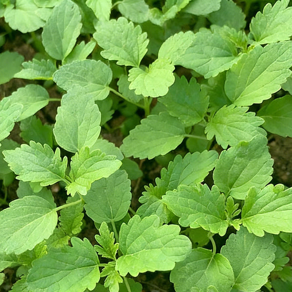 'Jiemei' Improved Motherwort Seeds, 10g