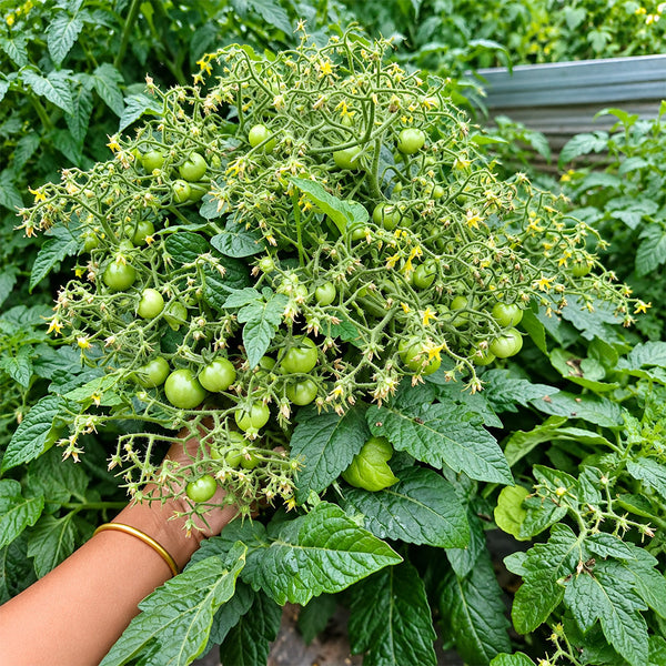 144 Dark Dwarf Multiflora Tomato, 5 Seeds