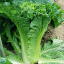 Jinkang 75 Chinese Cabbage Seeds, 5 × 5g Bags