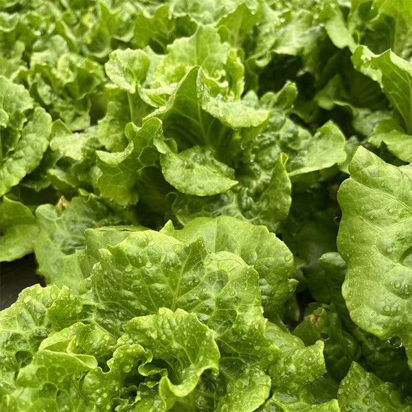 'Jiemei' Late Bolt Italian Lettuce Seeds, 25g