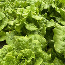 'Jiemei' Late Bolt Italian Lettuce Seeds, 25g